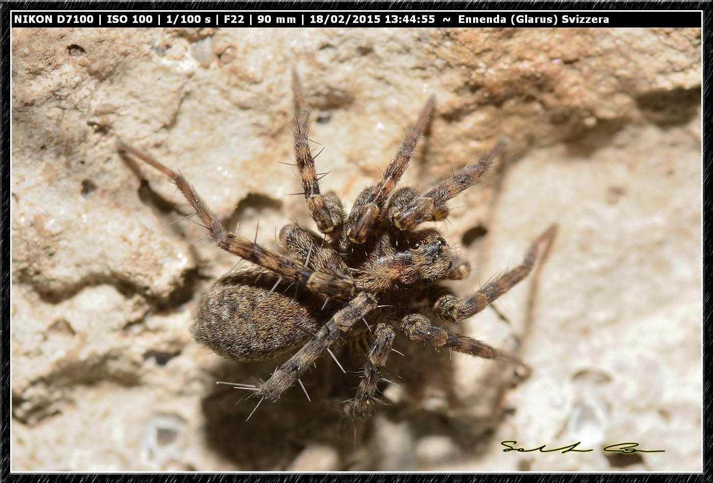 Lycosidae - Ennenda (Glarus), Svizzera